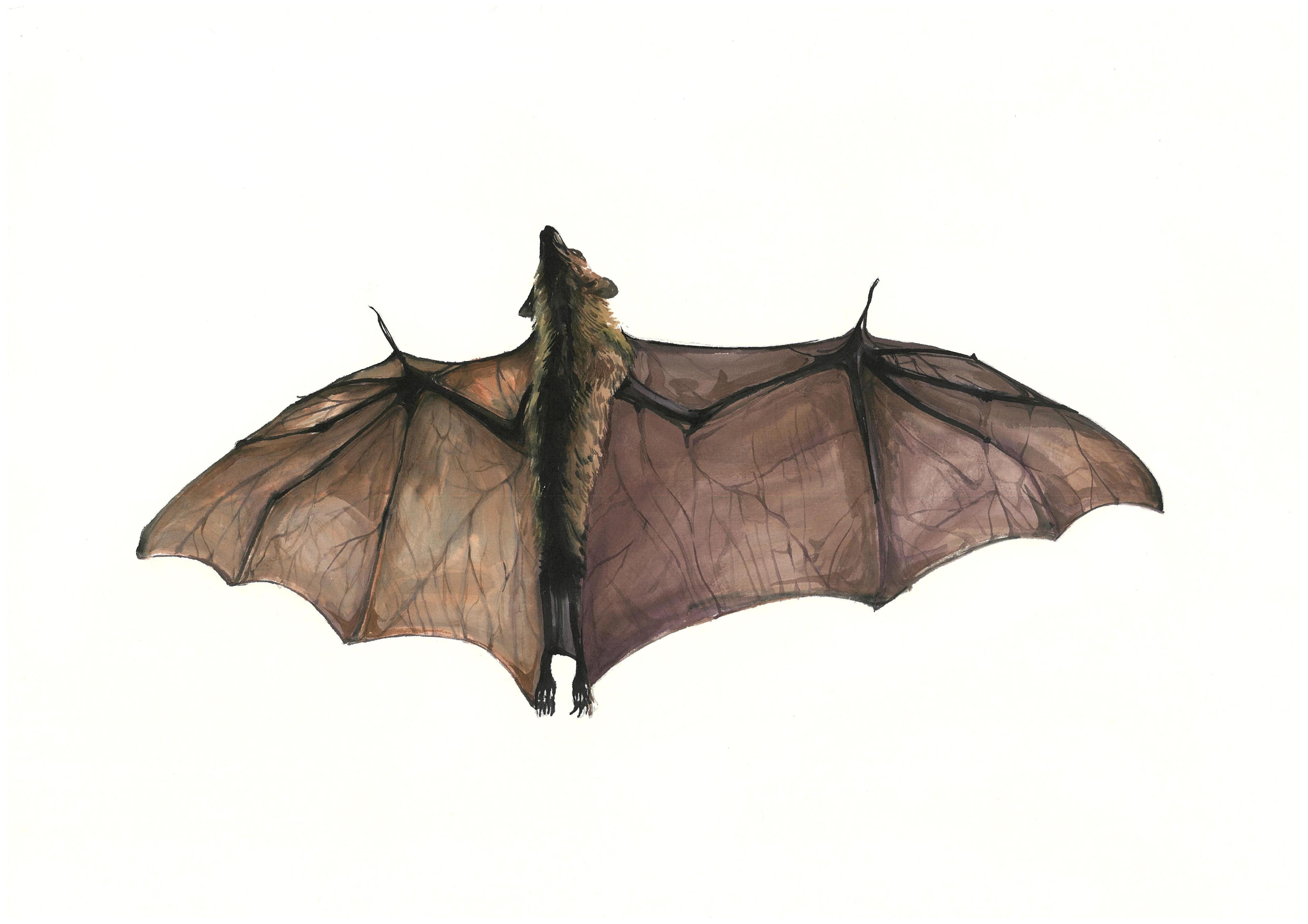 Bat representative image